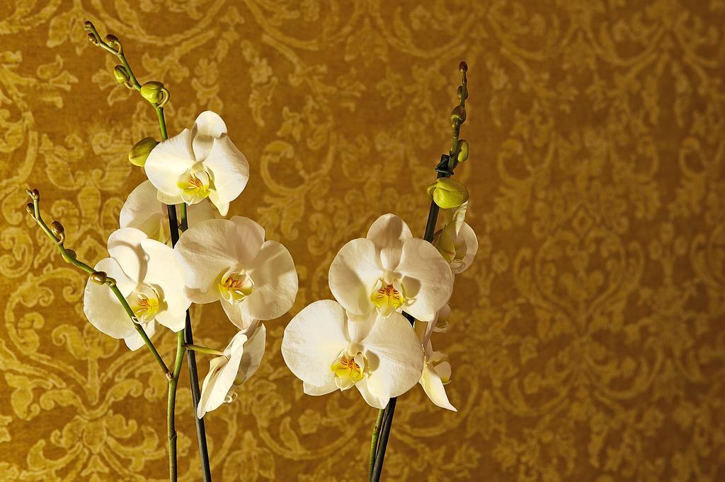 Palazzo Hotel Fourways Eksteriør billede White orchid